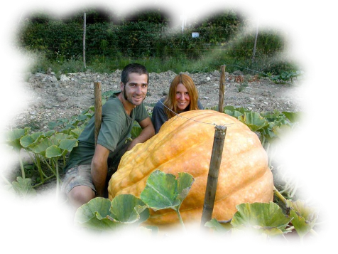 La nostra prima zucca: 238kg